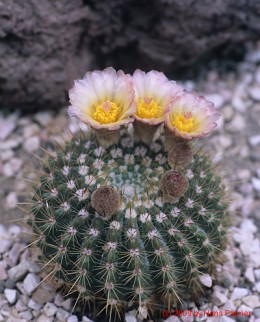 Notocactus cv. herterii x buiningii